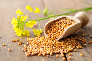 mustard seed