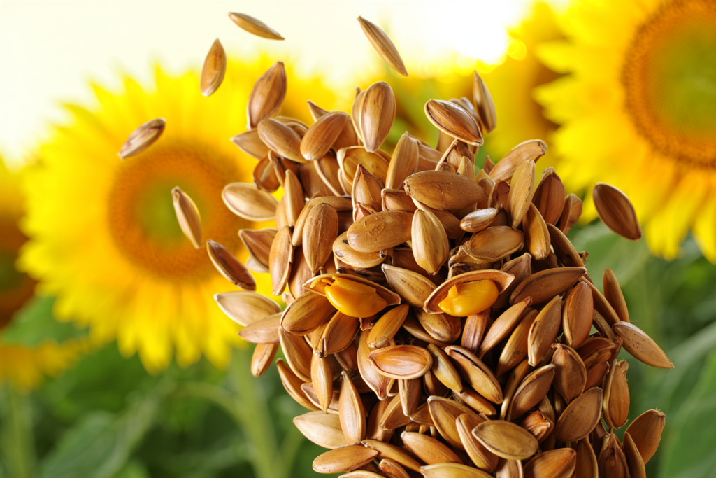 Smackin Sunflower Seeds – Bold Flavor Explosion